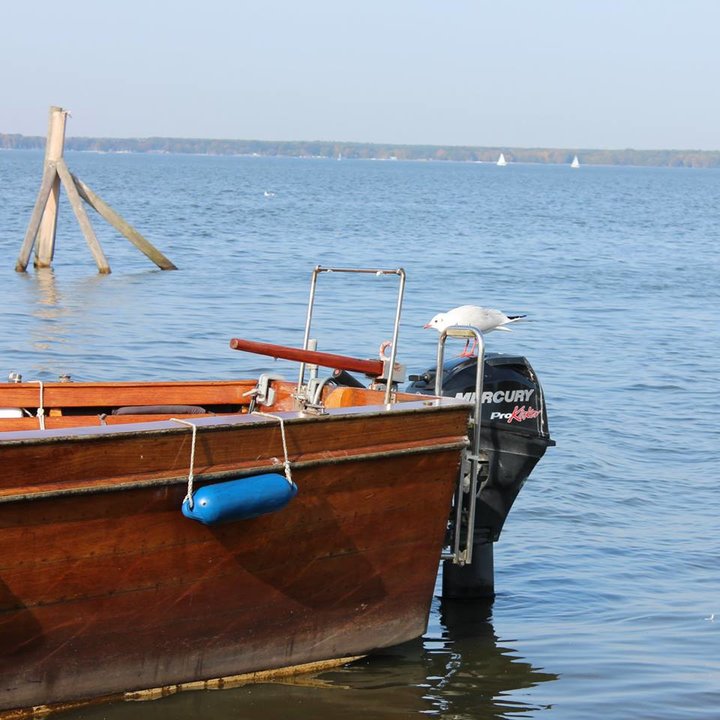 Auswanderer am Steinhuder Meer